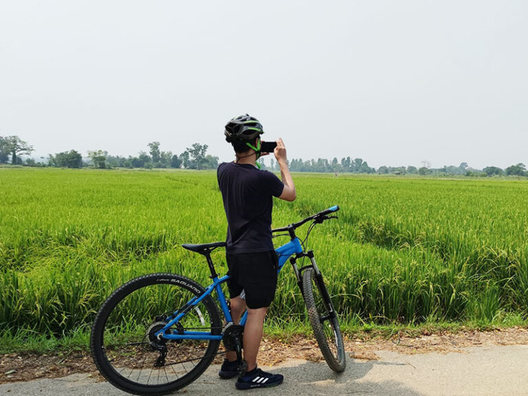 biking and rice fields